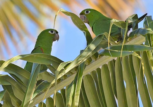 Hispaniolan parakeet